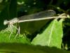 Platycnemis pennipes